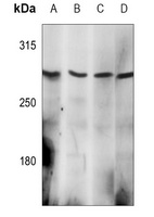 EPG5 Rabbit Polyclonal Antibody