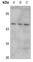 IRX1 Rabbit Polyclonal Antibody