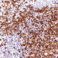 Goat Mouse IgG (H&L)-HRP Polymer (Ready to use) Antibody