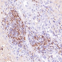 Goat Mouse/Rabbit IgG (H&L)-HRP Polymer Antibody