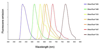 Streptavidin - FITC Antibody