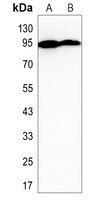 STAT4 Rabbit Polyclonal Antibody