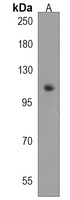 atg9a Rabbit Polyclonal Antibody