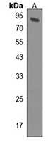 rfx4 Rabbit Polyclonal Antibody
