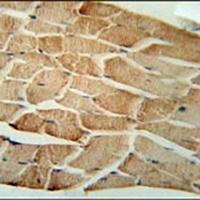 CRLS1 Rabbit Polyclonal Antibody