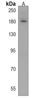 IFT172 Antibody