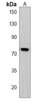 GGNBP2 Rabbit Polyclonal Antibody