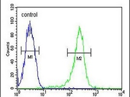 HAUS5 Rabbit Polyclonal Antibody