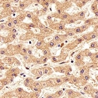 FOLH1B Antibody