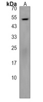BTNL8 Rabbit Polyclonal Antibody