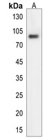 ATHL1 Rabbit Polyclonal Antibody