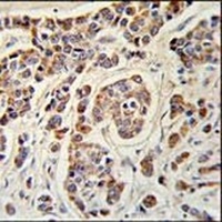 ATHL1 Rabbit Polyclonal Antibody