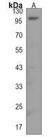 EFR3A Rabbit Polyclonal Antibody