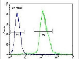 MFAP4 Rabbit Polyclonal Antibody