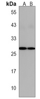 ERMN Rabbit Polyclonal Antibody