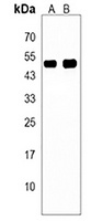 ISLR Rabbit Polyclonal Antibody