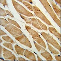 ISLR Rabbit Polyclonal Antibody