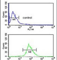 ISLR Rabbit Polyclonal Antibody