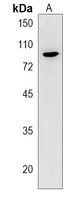 MISP Rabbit Polyclonal Antibody