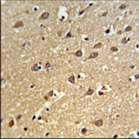 SPRN Rabbit Polyclonal Antibody