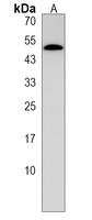 PRAK (Phospho-S93) Antibody