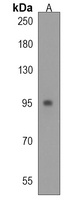 Semaphorin 6A Rabbit Polyclonal Antibody