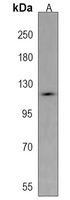 Semaphorin 5A Rabbit Polyclonal Antibody