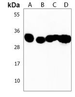 OR7C2 Rabbit Polyclonal Antibody