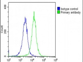 DLX1 Rabbit Polyclonal Antibody