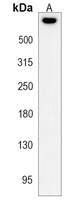 SYNE2 Rabbit Polyclonal Antibody