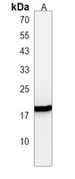 IL-23 alpha Antibody