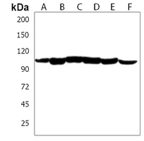 PGAP1 Antibody