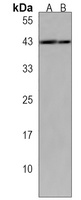 LIAS Rabbit Polyclonal Antibody