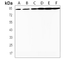 TAF4 Antibody