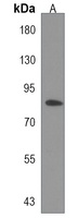 UHRF1BP1 Rabbit Polyclonal Antibody