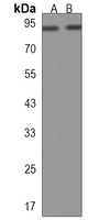 CCDC144A Rabbit Polyclonal Antibody