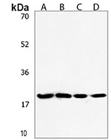 ANAPC11 Antibody