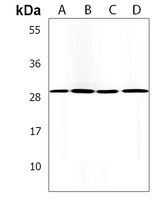 COPS7B Rabbit Polyclonal Antibody