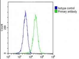 COPS7B Rabbit Polyclonal Antibody