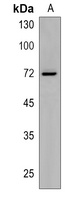 SLC6A19 Rabbit Polyclonal Antibody