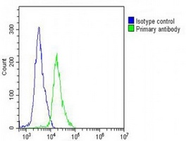 CCT8L2 Rabbit Polyclonal Antibody