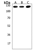 LRIG3 Rabbit Polyclonal Antibody