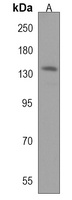 NRCAM Rabbit Polyclonal Antibody
