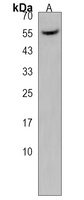 NPRL3 Rabbit Polyclonal Antibody