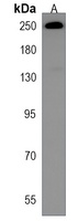 Myosin 4 Rabbit Polyclonal Antibody