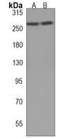 p240 Rabbit Polyclonal Antibody