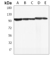 NUGGC Rabbit Polyclonal Antibody