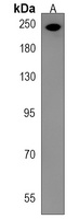 APC2 Rabbit Polyclonal Antibody