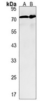 FAM189B Rabbit Polyclonal Antibody