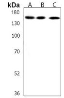 USP47 Rabbit Polyclonal Antibody
